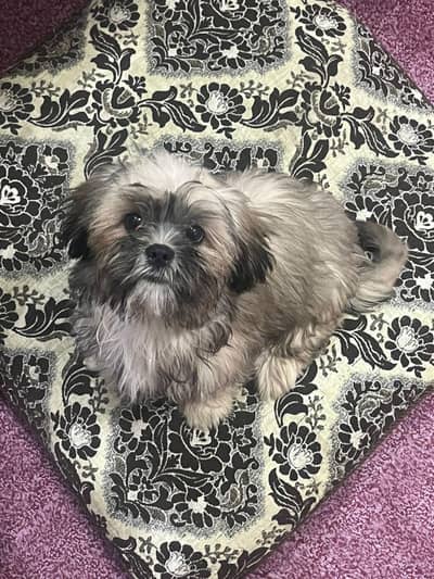 shih tzu puppy female