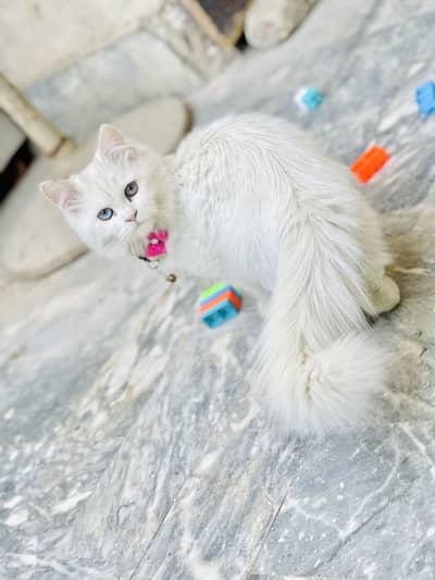 Persian Cat