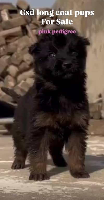 german shepherd puppies available, pink pedigree