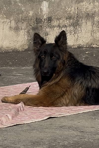 german shepherd puppies available, pink pedigree stream long coat