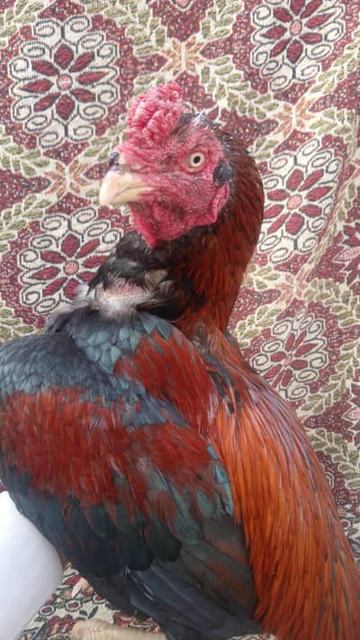 2 Mianwali Aseel murgha 1  black Lassani madi