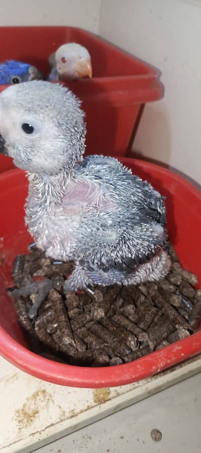 grey parrot chick available  karachi breed