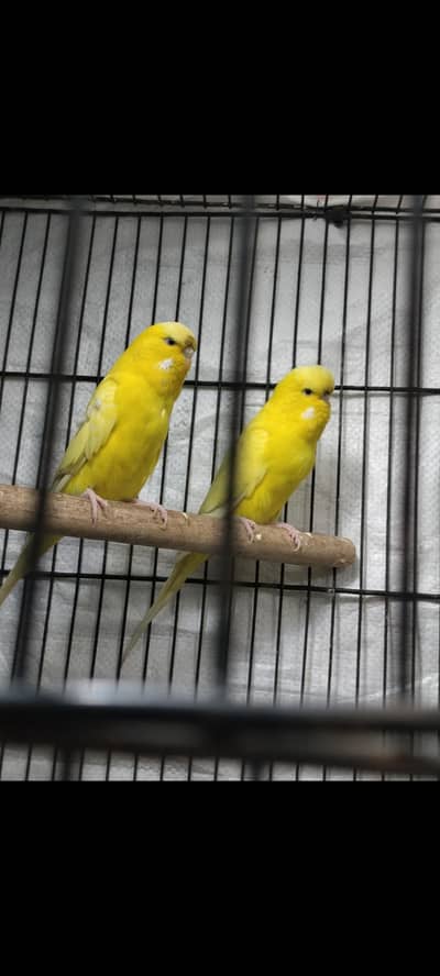 exhibition red eyes pair