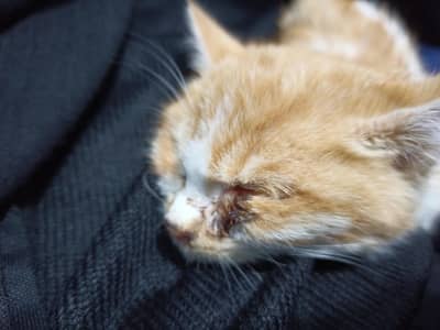 Beautiful cat with broken heart 