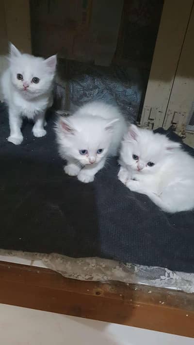 Persian kittens