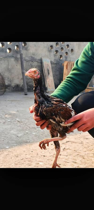 aseel main wali chicks male