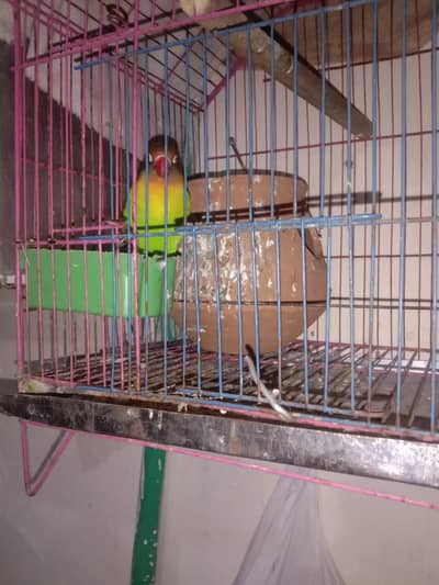 1 male with Cage