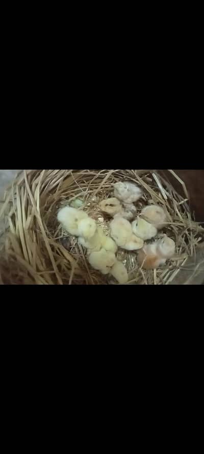 Aseel  chick for sell 10 chozay hay health and active