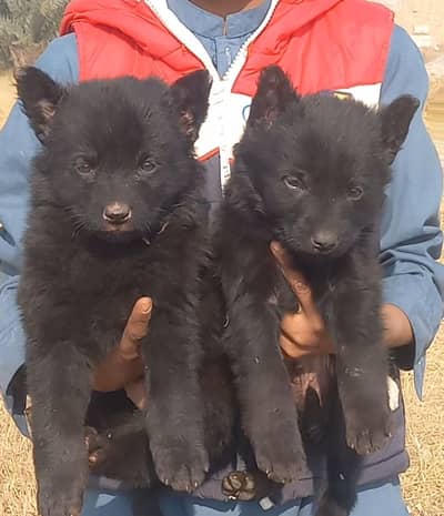 German Shepherd puppies for sale