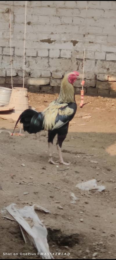 Aseel murga for sale