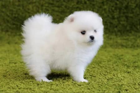 Pomeranian puppies 03425137217