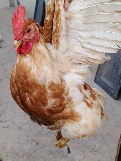 original lohman brown