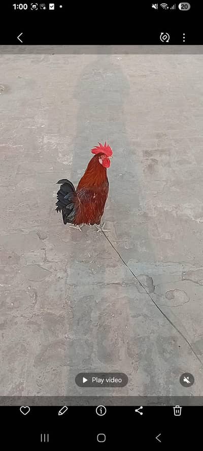 pure dasi home breed