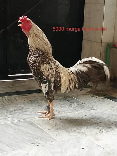 murga Ki price 5000 Hai Kam ho Ga gi