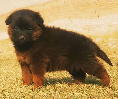 German Shepherd female for sale