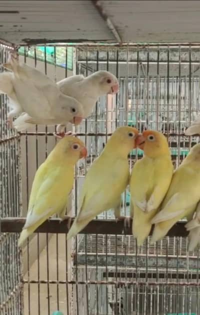 Cremino / Decino / albino red eye/ albino split / blue opline