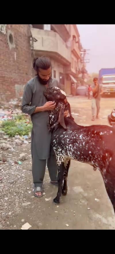 makhi cheena breeder