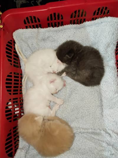 Active Persian Cat Baby