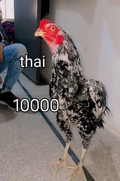 aseel burmi & thai & pakistani