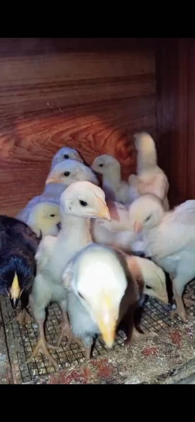 White king german shamo | White shamo female | shamo chicks |