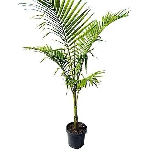 Live Alexandra Palm plant with Pot | Live indoor plant | Real indoor plant | home decoration plant | office decoration plant | garden plant | plant parlour