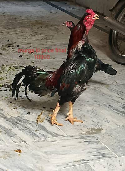 mianwali murga Ki price 10000 Hai price Kam ho Ga gay