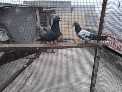 high fly pigeons 700 per