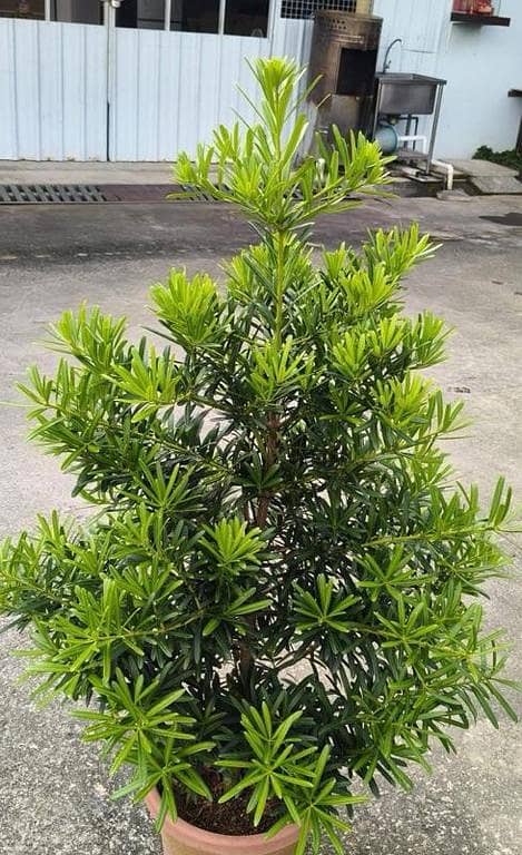 Live podocarpus macrophyllus plant with Pot | Live indoor and outdoor plant | Real indoor plant | home decoration plant | office decoration plant | garden plant | plant parlour