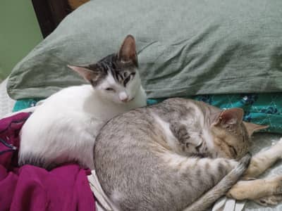 kitten for adaptation