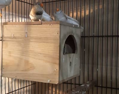 Finch light back zebra finches
