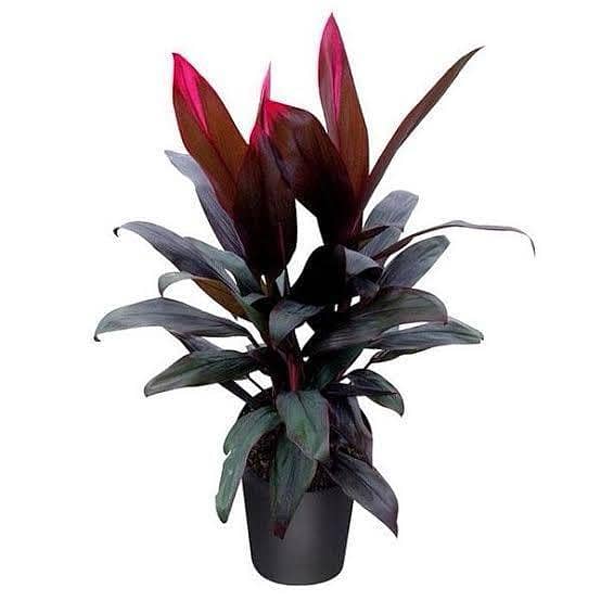 Live Dracaena Red Dragon plant | dracaena mysore ruby | live indoor and outdoor plant | Real indoor plant | office plants | home decoration Plant | room decoration plant | plant parlour