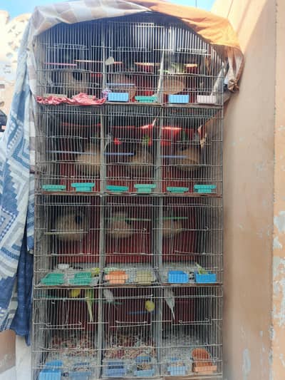 Australian pairs with cage