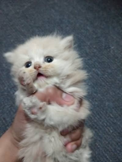 Persian female with kittens