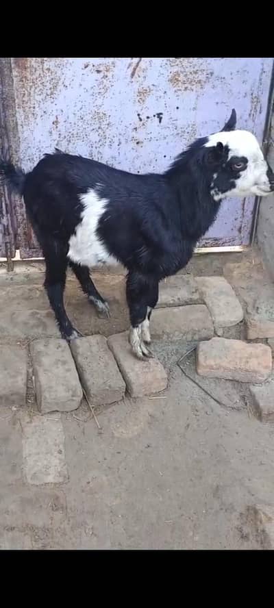 Teddy Male 4 manth age