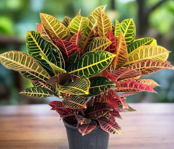 Croton live Plant | codiaeum variegatum plant with pot | real indoor plant | plant parlour