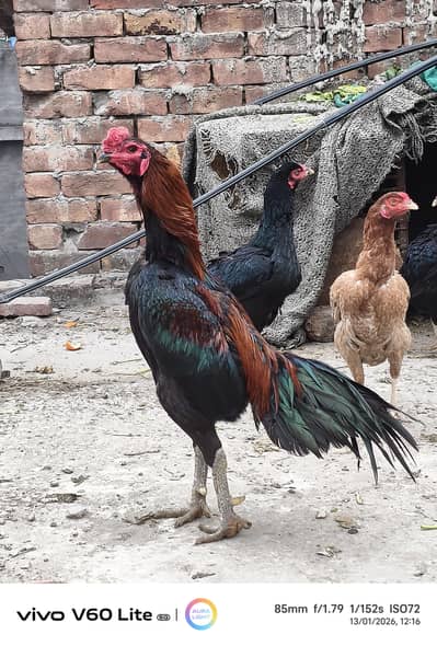 Thai or vaitnam 03244033308