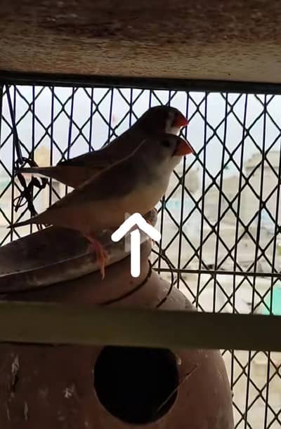 finch pair for sale