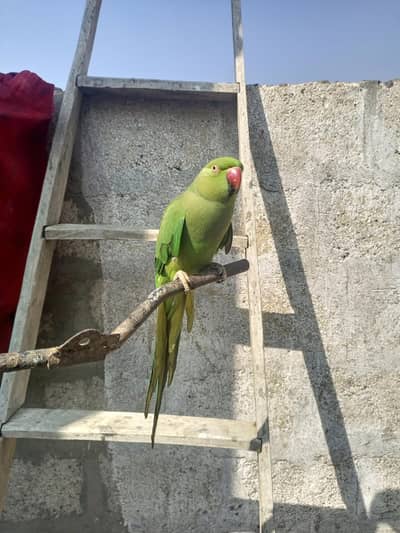 healthy and active ringneck female