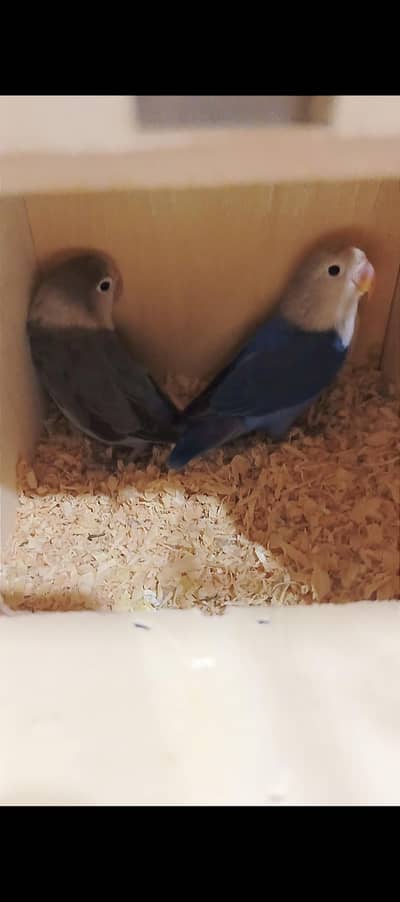 Lovebirds pair