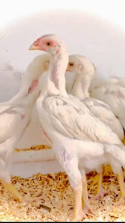 White German Shamoo full helde and actev