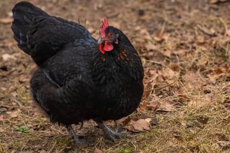 Australorp aseel, for sale