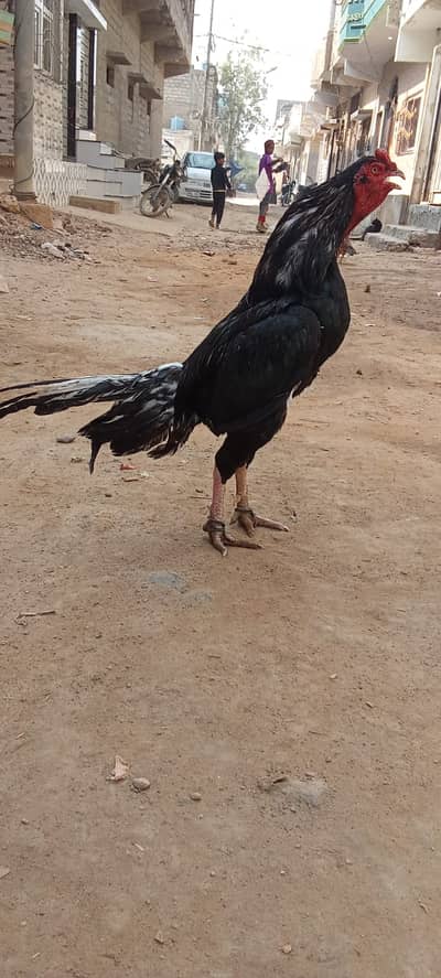 Aseel lasani mushka Breeder h age 2 years 03150296811