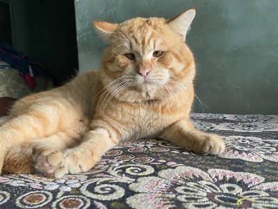 British Male cat age 1.5 years