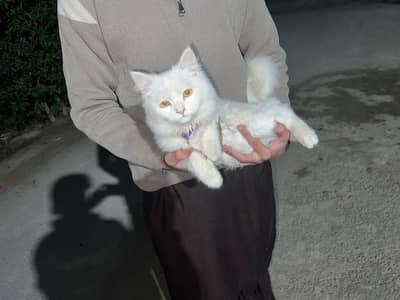 Persian kittens for sale