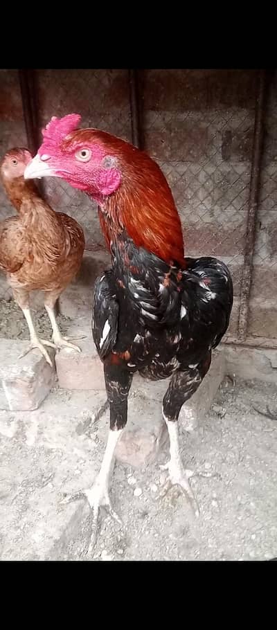 aseel ptha 03106295848