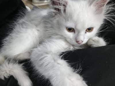 white Persian cat with golden eyes