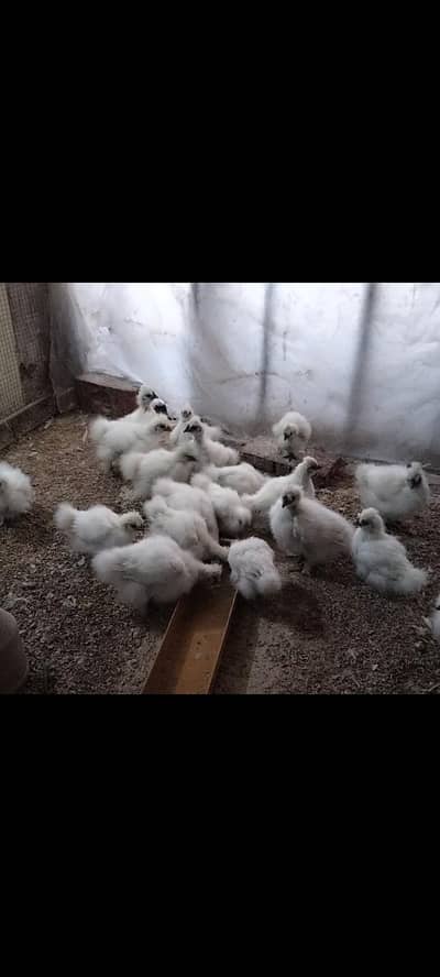 white silkie chicks for Sale