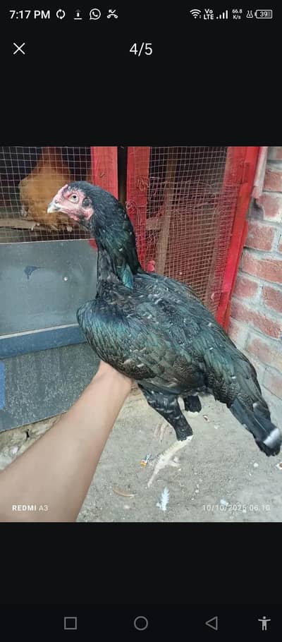 Aseel female sale 03024298165