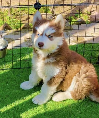 husky puppies 03425137217