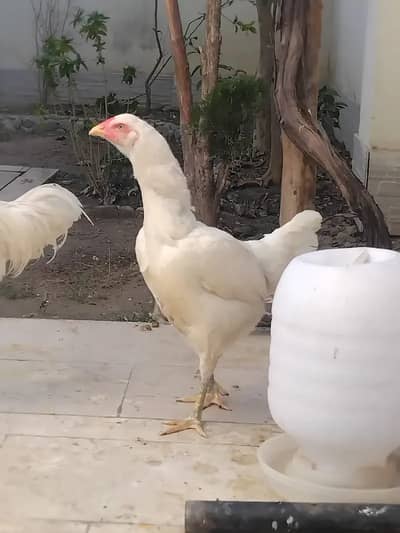 Shamo Aseel Chicks Different Age Group